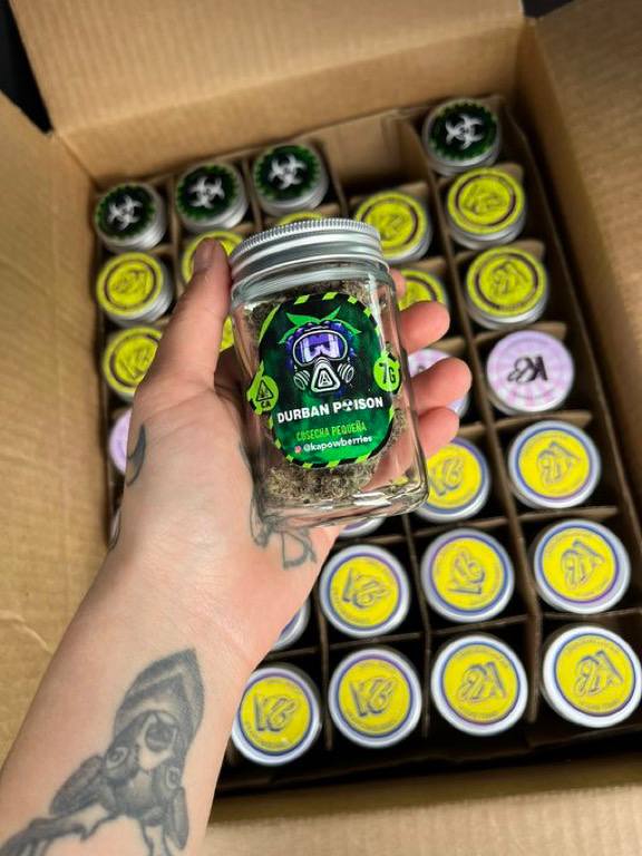 Kapow Berries strain collection featuring Melon Berries, Durban Poison, Berries and Cream, and Berry Lemonhead cannabis genetics