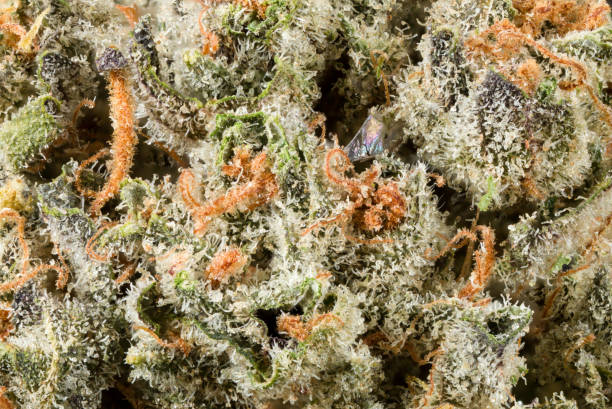 Melon Berries cannabis strain cuts by Mendoza and KB Team with fruity terpene profile