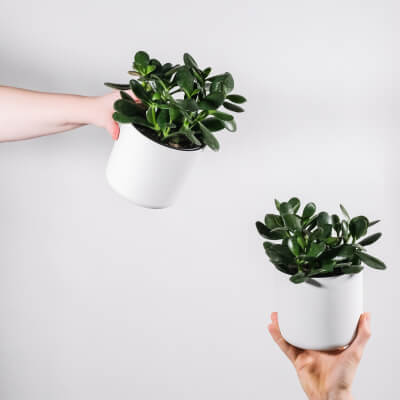 Home Small Plants