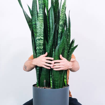 Home Large Plants