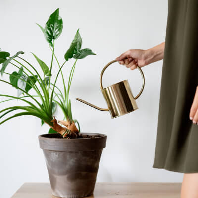 Home Medium Plants