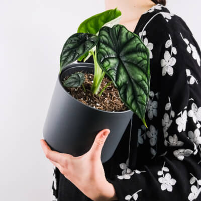 Home Air purifying