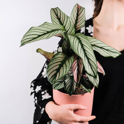 Home Indoor Plants