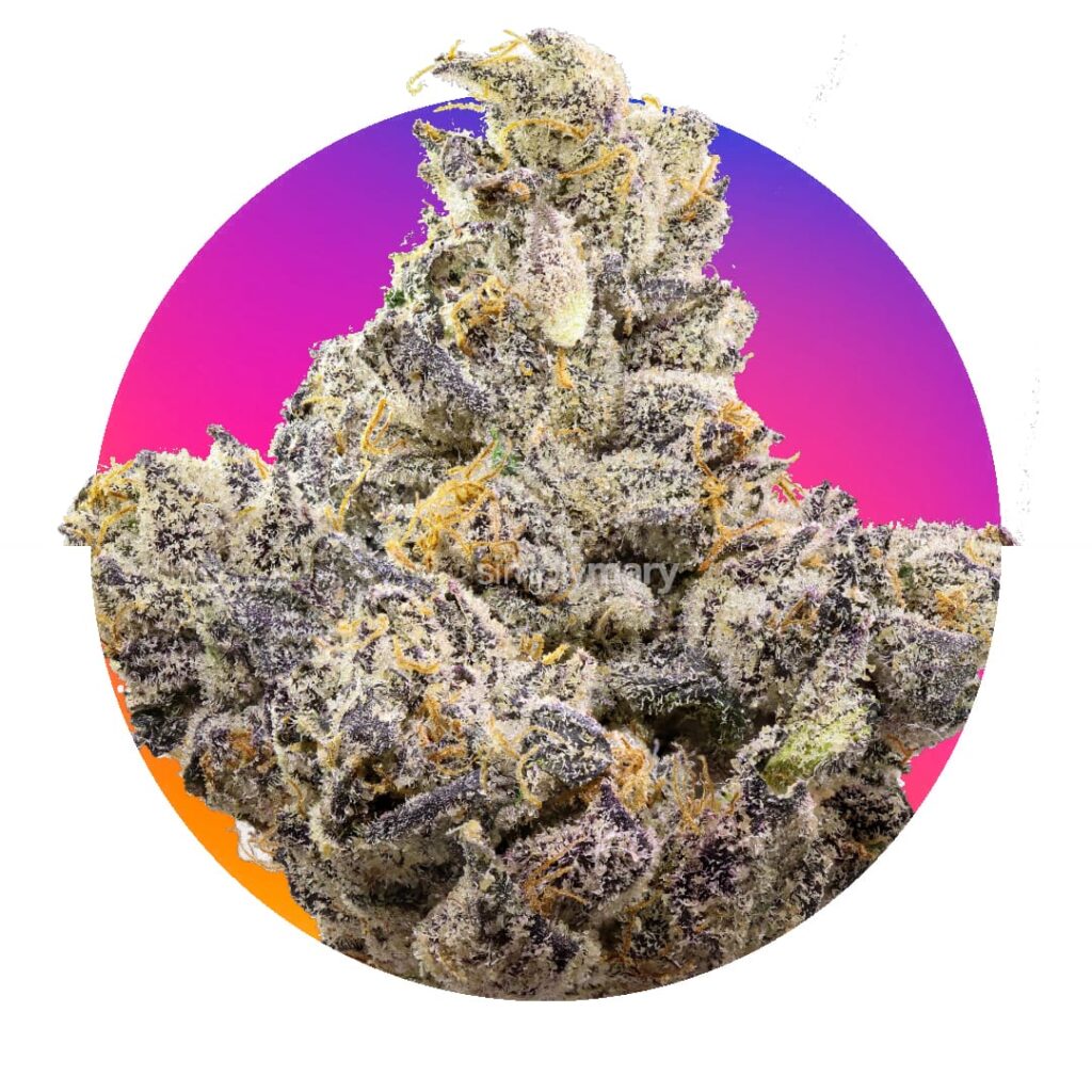 Berry Strain - Indica-Dominant Hybrid Blueberry cannabis strain buds with vibrant purple hues and frosty trichomes