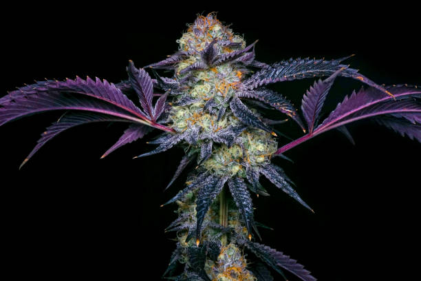 Kapow Berries Premium Flower | Boutique Cannabis with Berry‑Forward Flavor Kapow Berries Premium Flower cannabis buds with berry aroma