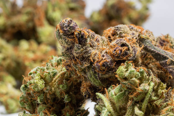 Boutique Kapow Berries Premium Flower showcasing berry aroma and trichomes