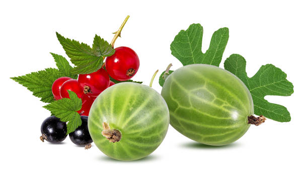 gooseberry and currant isolated on white background