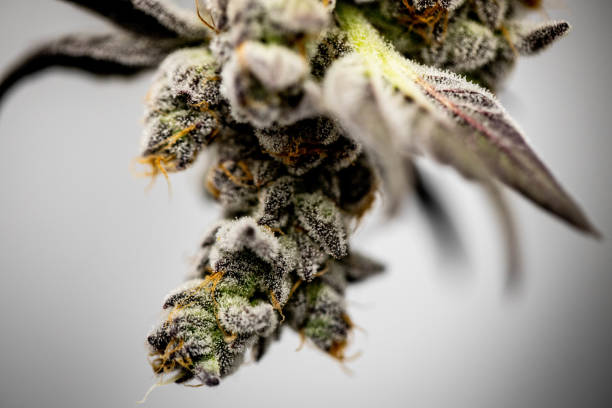 Premium KapowBerries flower in 7G jar with frosty trichomes