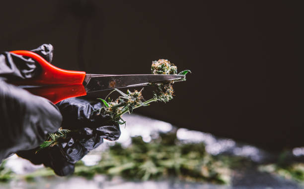 A macro photograph showing a cannabis plant bud covered in clear, crystal-like trichomes.