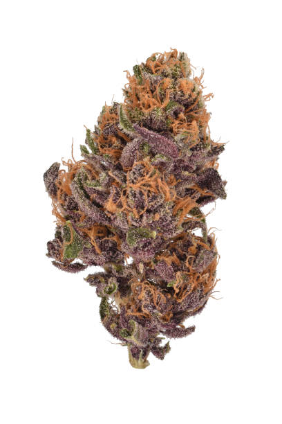 Premium indica flower Purple Urkle cultivated by KapowBerries