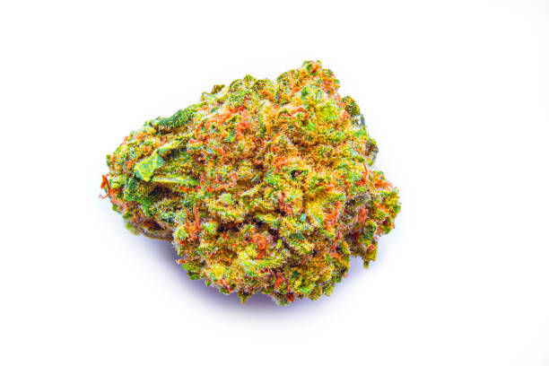 Close-up of Kapow Berries’ Melon Berries cannabis strain buds with frosty trichomes and purple hues