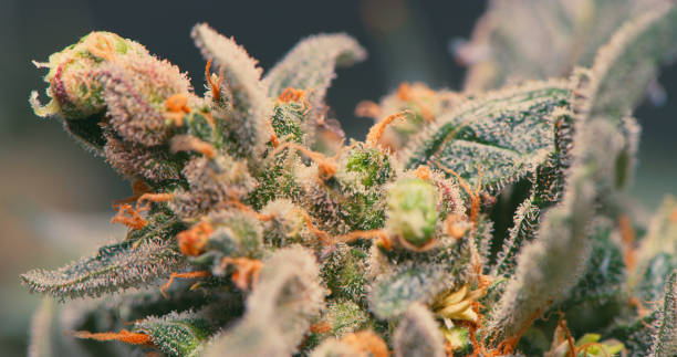 shot of marijuana called blue dream growing in a grow room