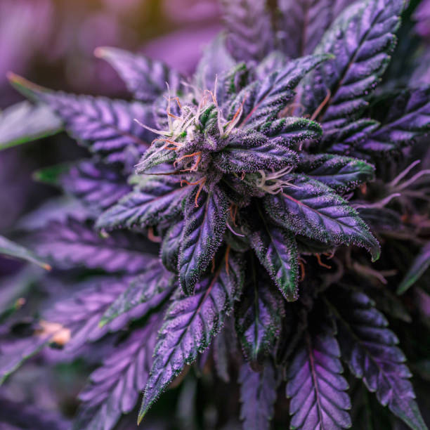 Kapow Berries Premium Flower 7G Jars | Boutique Cannabis with Berry‑Forward Flavor Kapow Berries boutique flower highlighting berry terpene profile