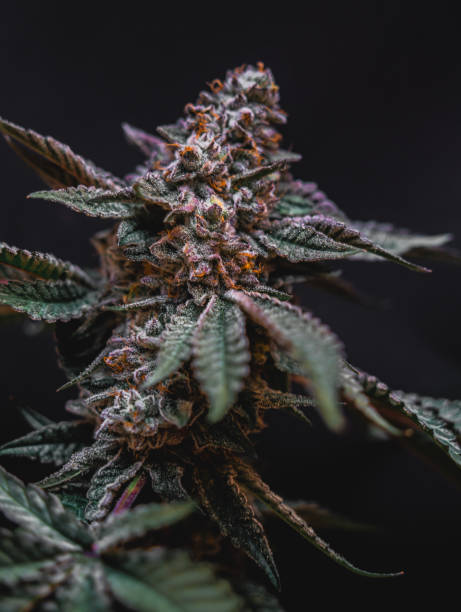 Kapow Berries Premium Cannabis Flower 7G jar with frosty buds