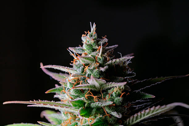 Close-up of Kapow Berries "Berries & Cream" THCa flower bud, showcasing dense trichomes, purple hues, and orange pistils.