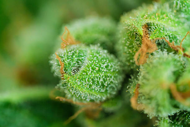 Terpenes vs. Genetics: Understanding Berry Strain Profiles An image split in half. The left side shows various fresh berries (flavor), and the right side displays abstract Sativa and Indica symbols (effects).