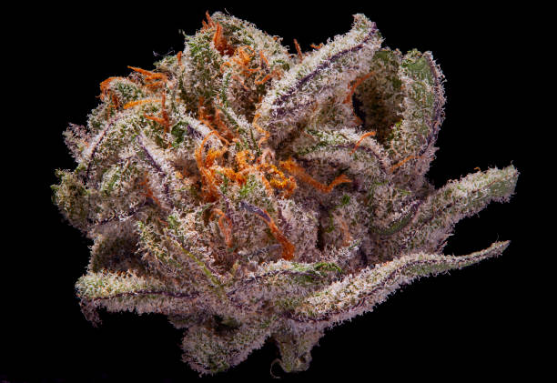 blucifer is a cross between conspiracy kush and blue dream