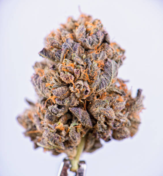 Purple Urkle Kapow Berries cannabis flower with grape and berry aroma