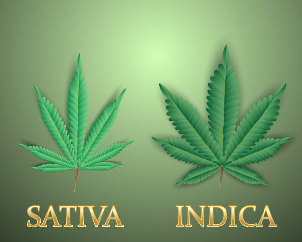 sativa and indica marijuana,cannabis leaves.vector