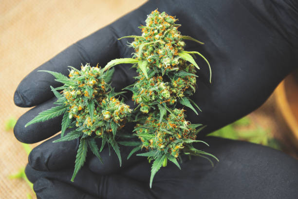 Text Kapow Melon Berries product packaging with TheHighSense review highlights