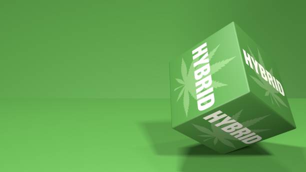 Indica Sativa Hybrid Visual Comparison Graphic Text An illustrative infographic comparing the visual differences between Sativa (tall, thin leaves), Indica (short, broad leaves), and Hybrid cannabis plant types.