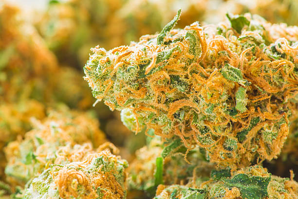 prescription medical kapow basedcannabis, denver