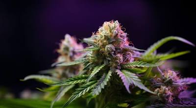 Kapow Berries Nugs image