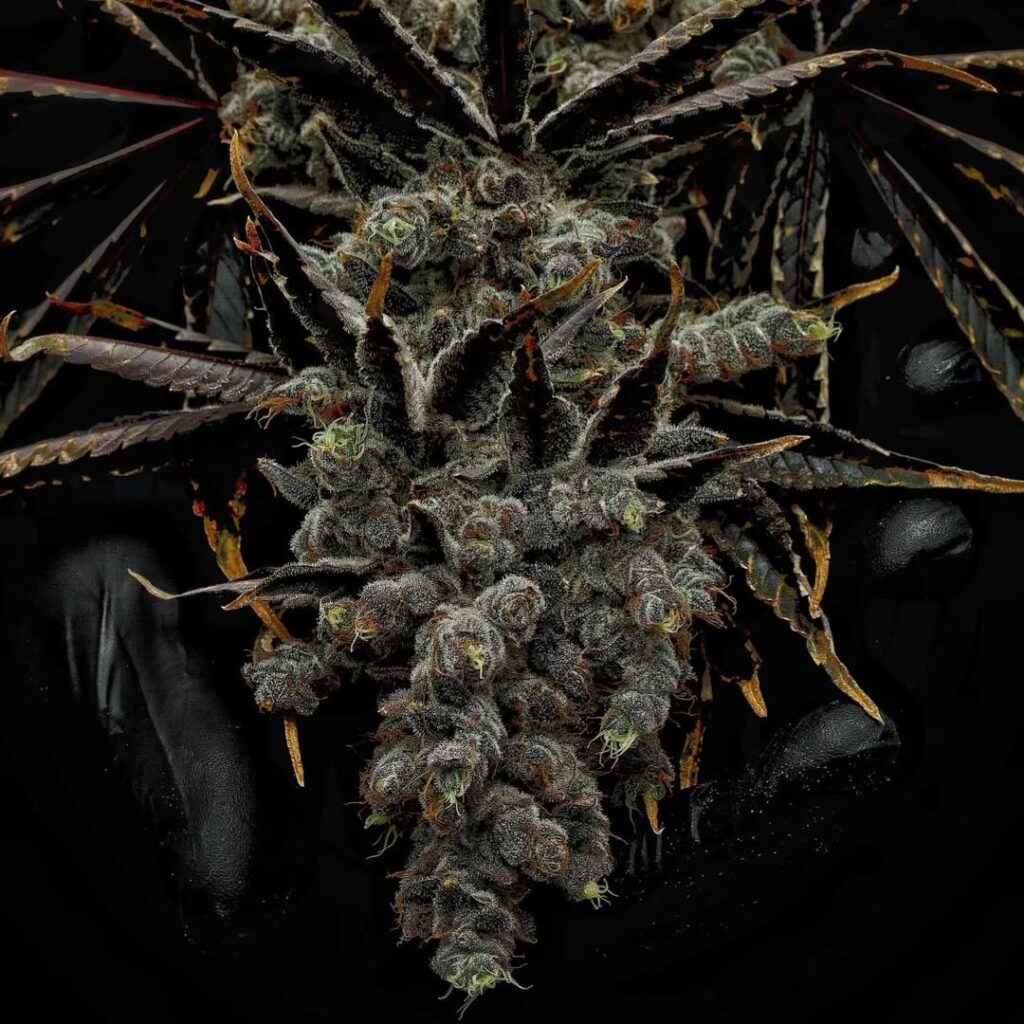 The Blueprint for a "Kapow" Launch: Navigating the Grower/Processor Permit. 20260212 114926