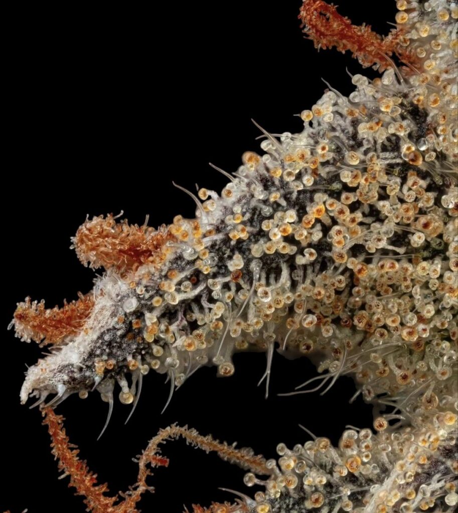 Kapow Berries Cannabis Premium Genetics – Rare Strains & Bold Flavors Kapow Berries Black Label cannabis strains – premium genetics, bold flavors, and exclusive drops