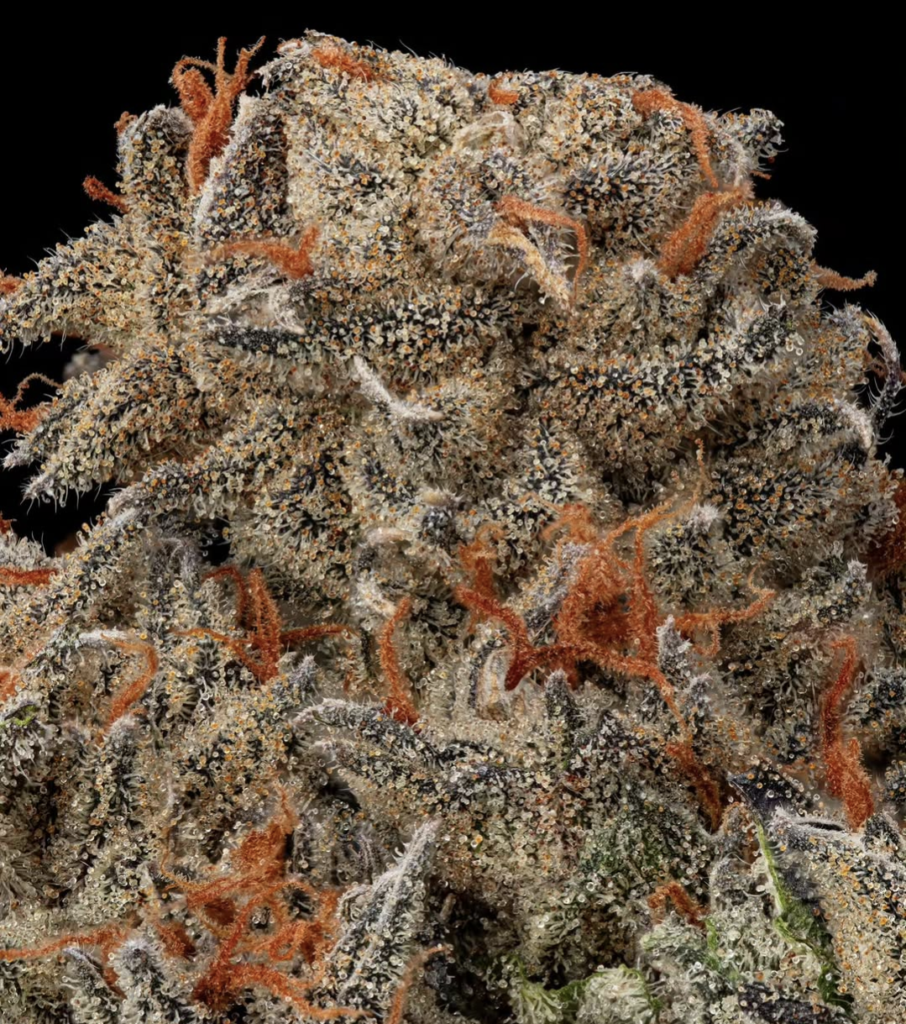 Small Batches, Big Terpenes: The Craft Behind Kapow Berries "Cosecha Pequeña screenshot 20260326 005050