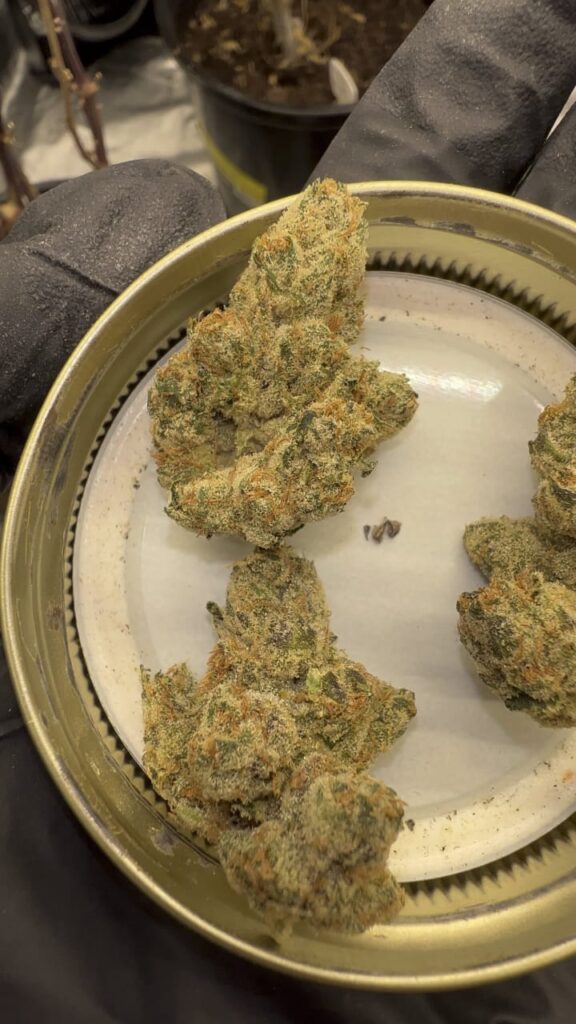 Lemonhead THCa Flower by Kapow Berries cannabis jar with sweet lemon candy and berry flavor notes.