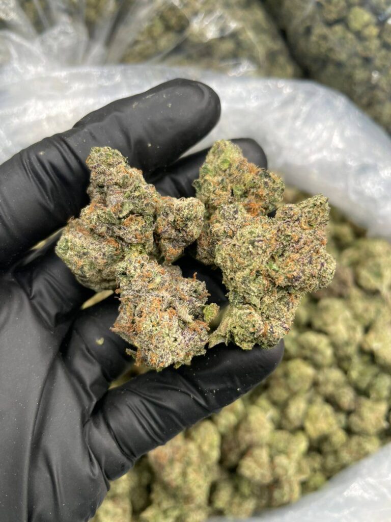 Zangria Strain Spotlight: Discover the Terpene Profile & Effects of Our Boutique Harvest 1000001402