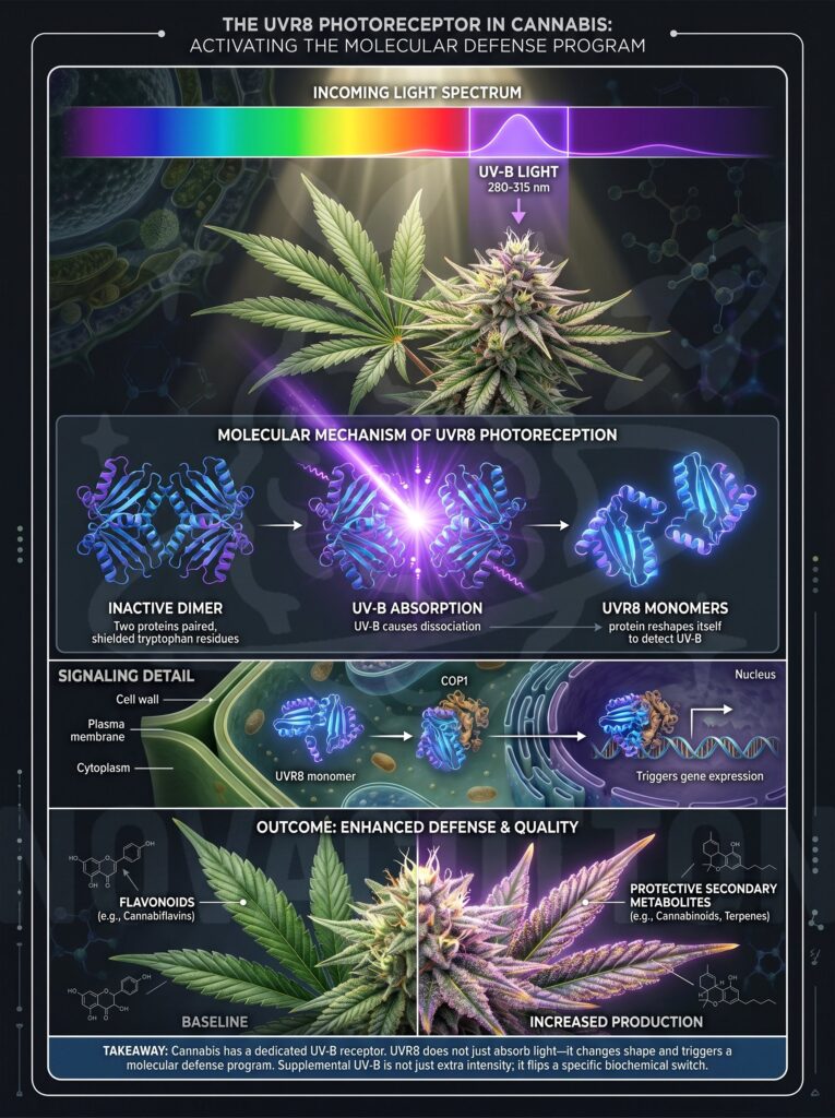 The Science of UV-B: How Light Stress Builds Superior Cannabis Terpenes 1000001863